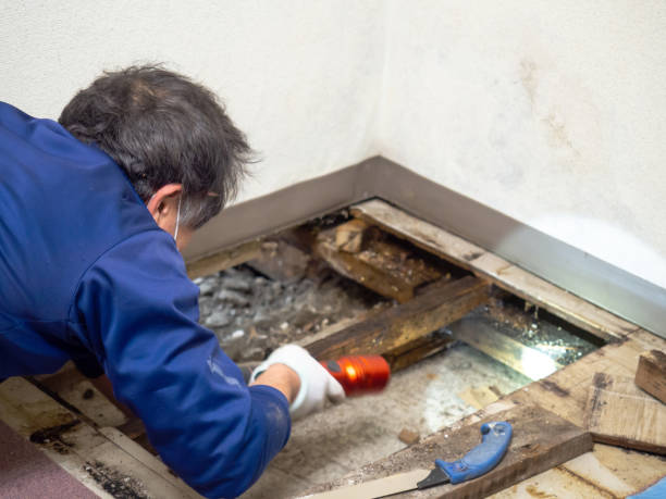 Best Mold Removal Near Me  in Roselle, NJ