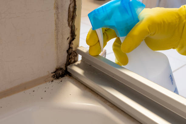 Best Affordable Mold Removal  in Roselle, NJ