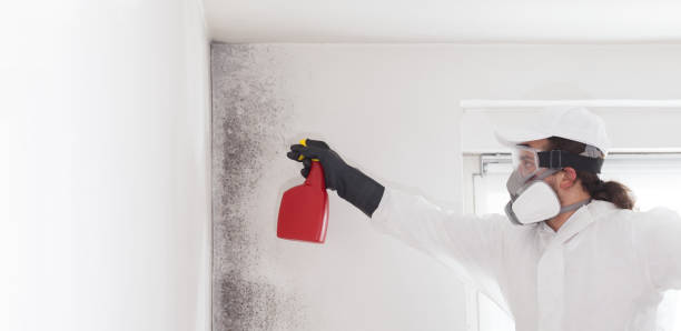 Best Office Mold Removal Services  in Roselle, NJ