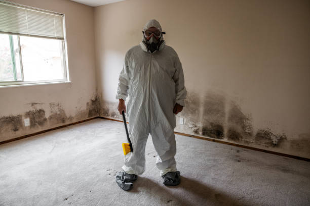 Roselle, NJ Mold Removal Company